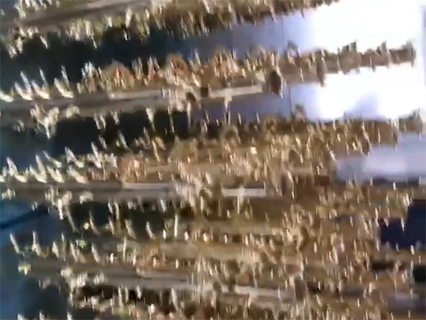 视频展示